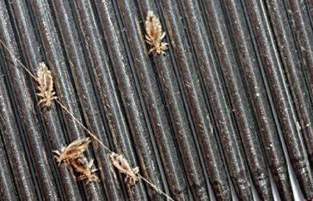 Magnified view of head lice on a comb