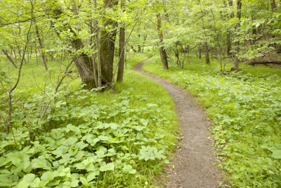 Forest in the summer